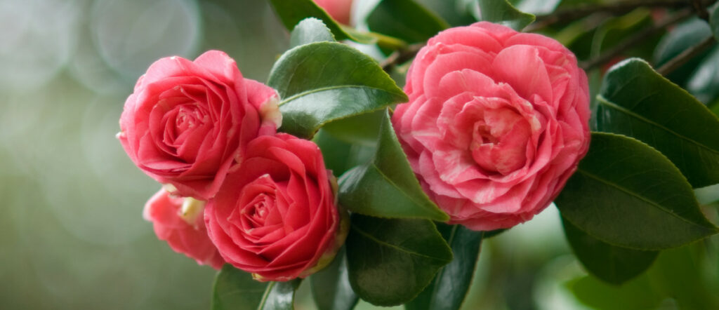 Leave a gift in your will for the Mary Potter Hospice