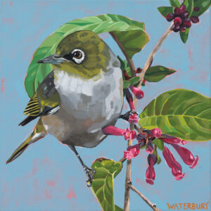 Tauhou (Silvereye) by Stephanie Waterbury