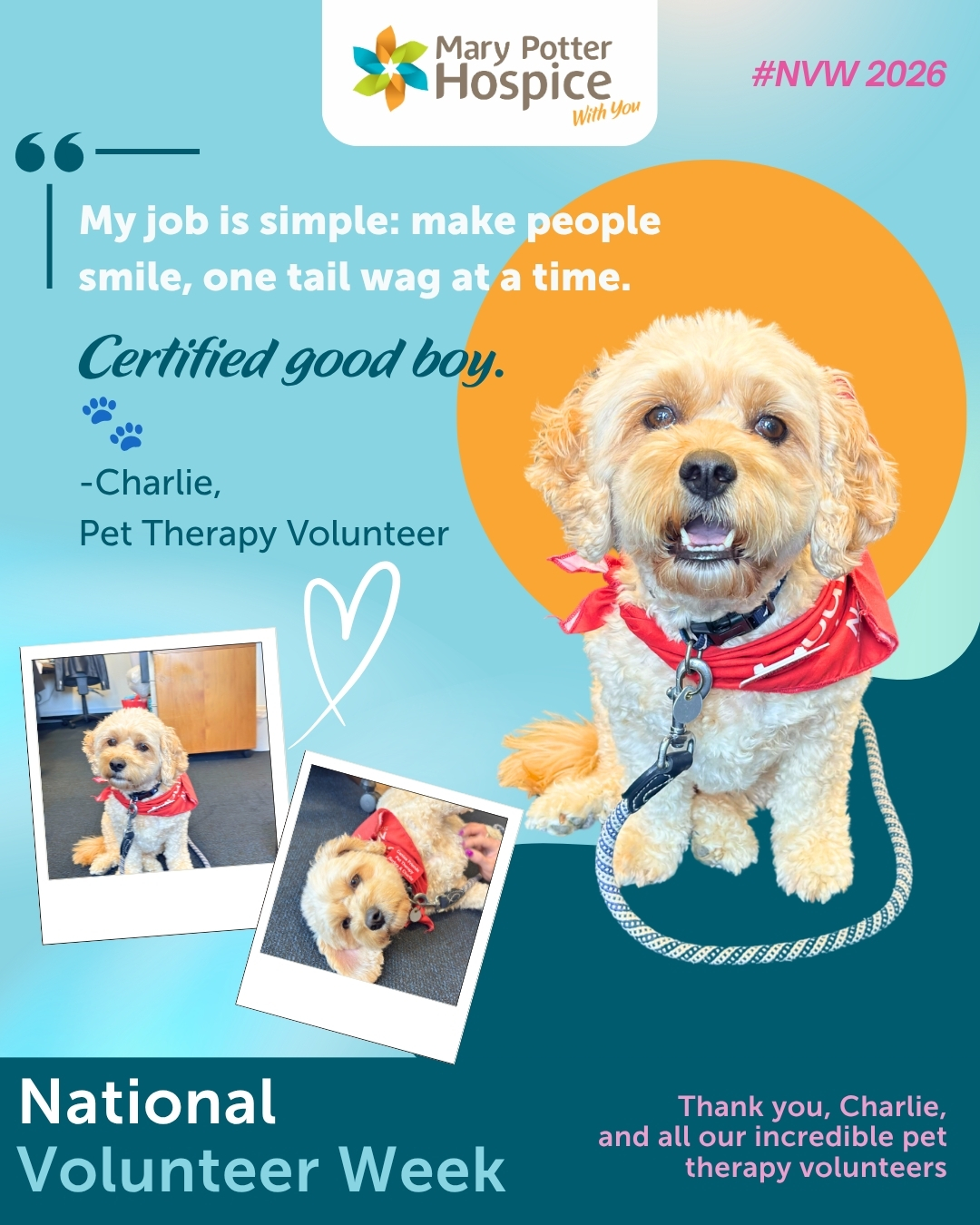 Charlie, Mary Potter Hospice Pet Therapy Volunteer
